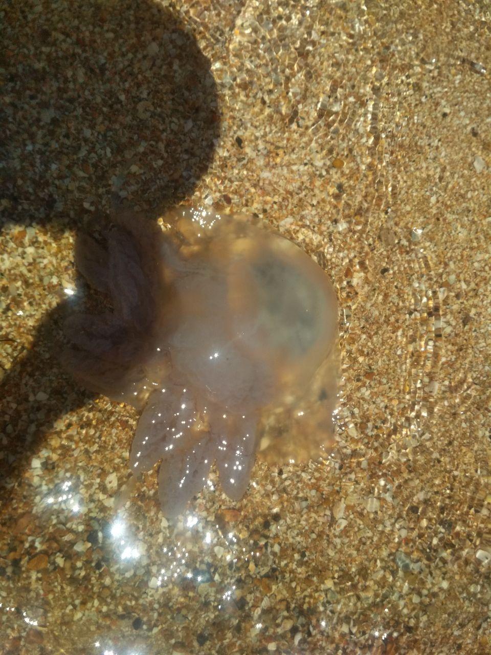 В Азовском море нашествие больших медуз
