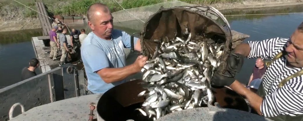 В низовья Днепра на Херсонщине выпустят 250 тысяч мальков рыб