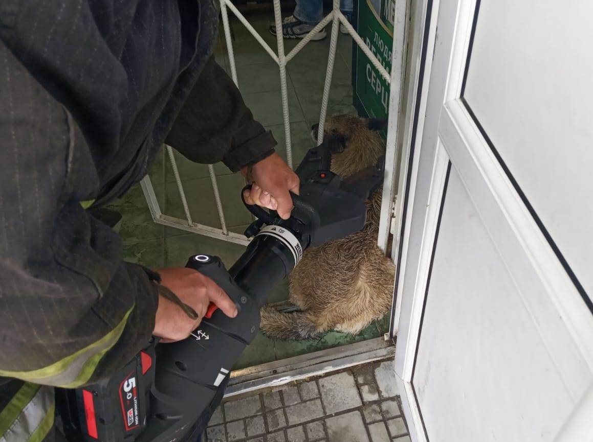 В Херсоне спасли собаку, которая оказалась в ловушке