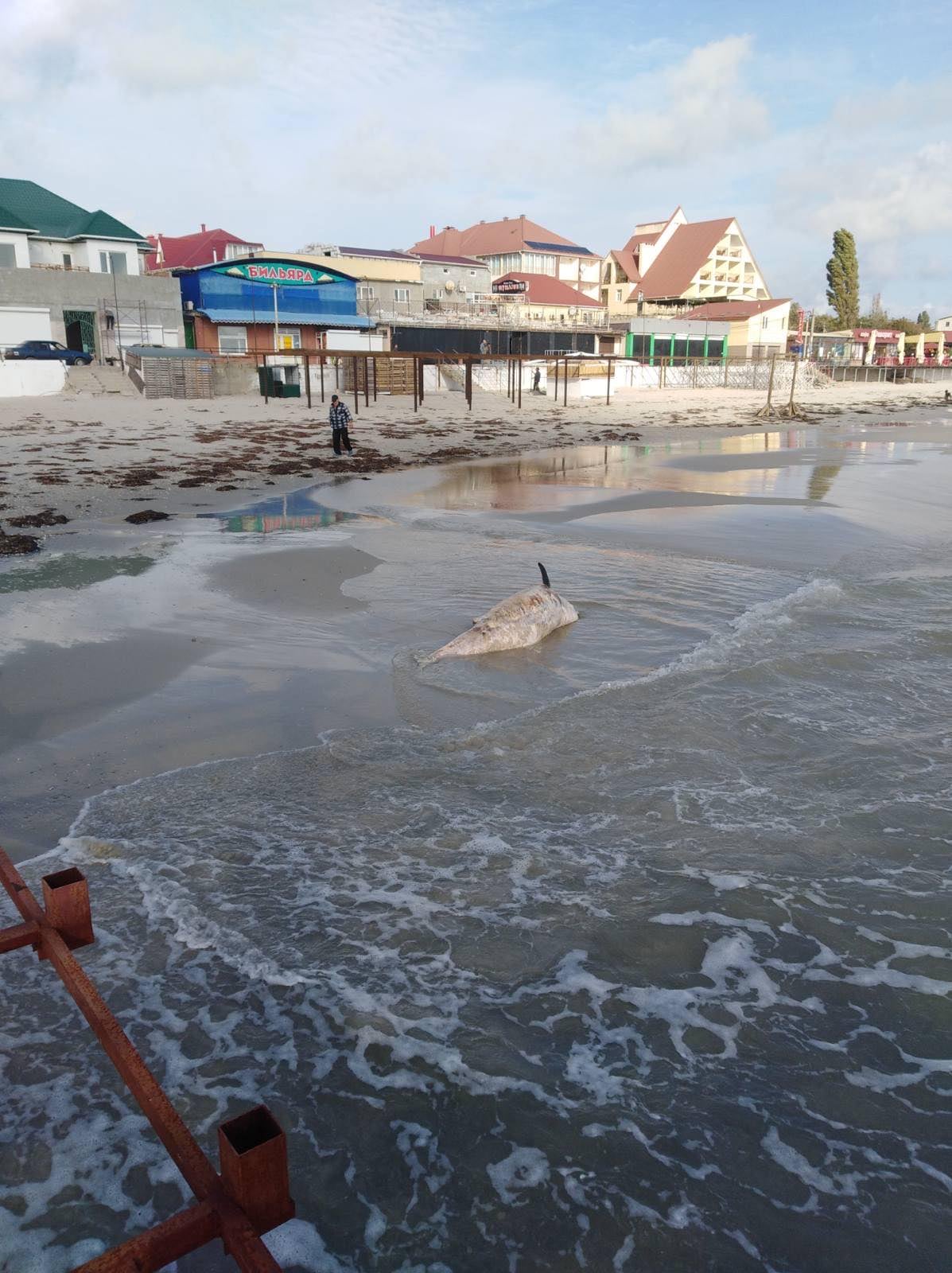 В Железном Порту на берегу нашли мертвого дельфина