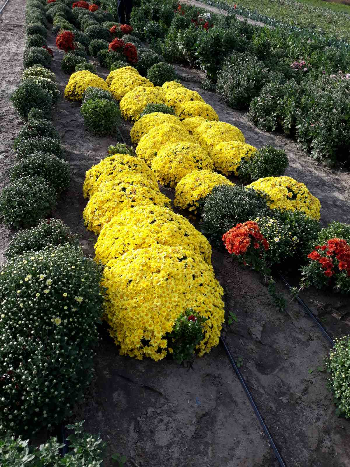 Бал хризантем превратили в туристическую локацию в общине на Херсонщине