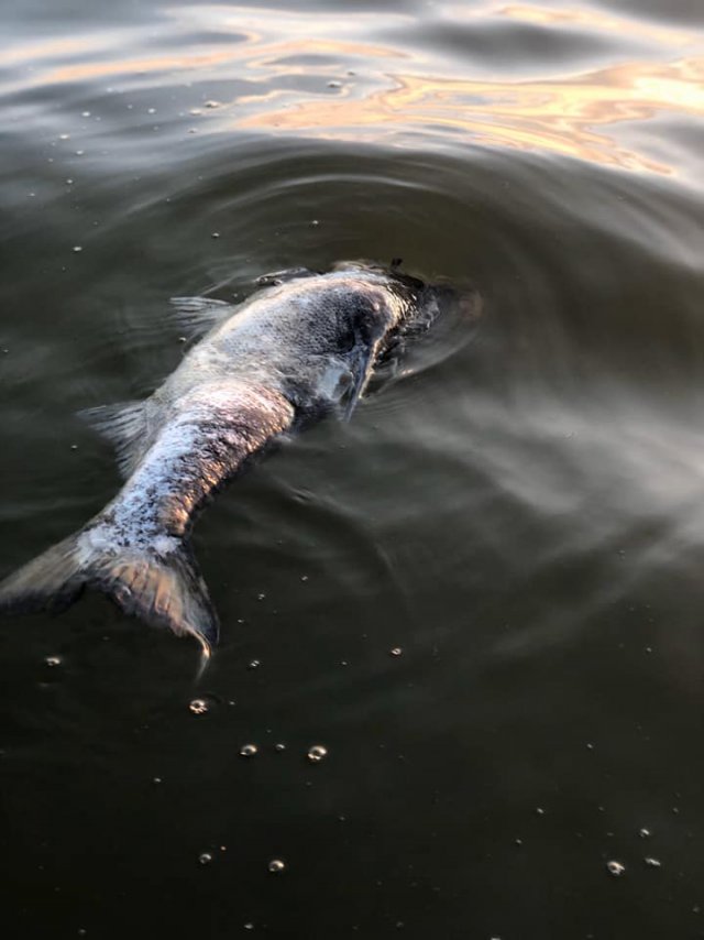 У водоймах Херсонщини рибпатруль виявив замор риби
