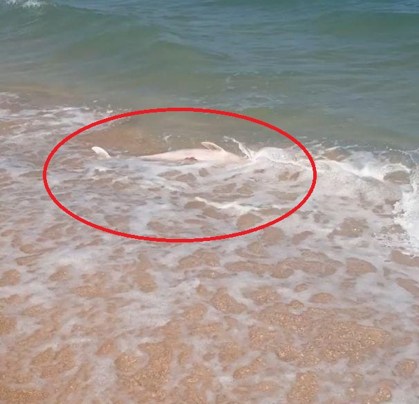 Специалист объяснил причину гибели дельфинов на морских побережьях Херсонщины