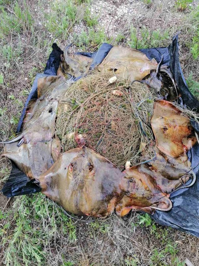 В Херсонской области браконьеры выловили 43 килограмма морских котов