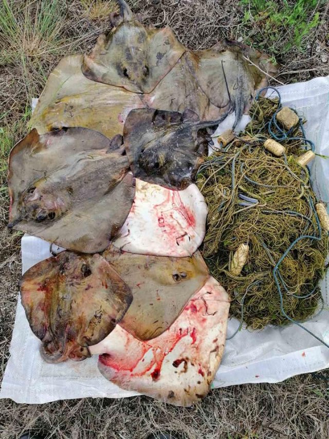 В Херсонской области браконьеры выловили 43 килограмма морских котов