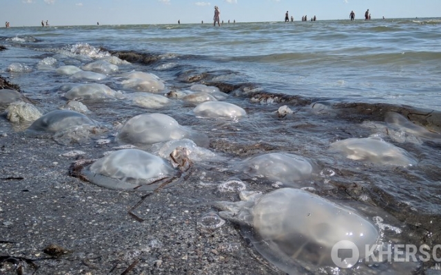 На Генгорке аномально теплое море, сотни мертвых медуз на берегу и полное игнорирование карантина