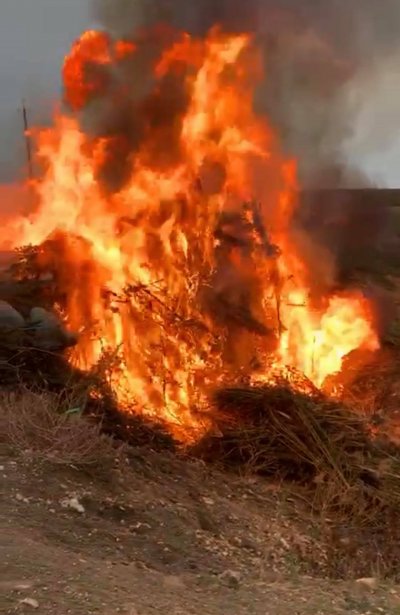 На Херсонщине сожгли коноплю элитных сортов на 2 млн долларов