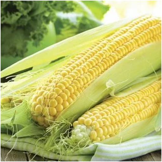 Виды гибридов кукурузы и их преимущества