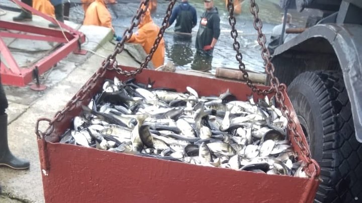 В водоемах Херсонщины состоялось зарыбление: запустили около 100 тысяч мальков, которые охраняются рыбоохранным патрулем 