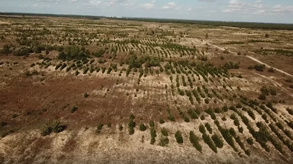 Пять лет без финансирования: как выживают лесхозы Херсонщины