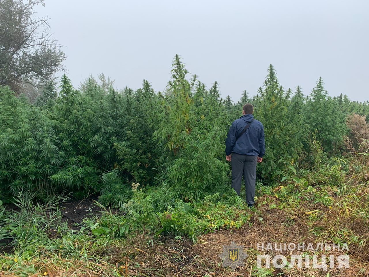 На Херсонщине правоохранители изъяли посев конопли стоимостью 2 миллиона долларов