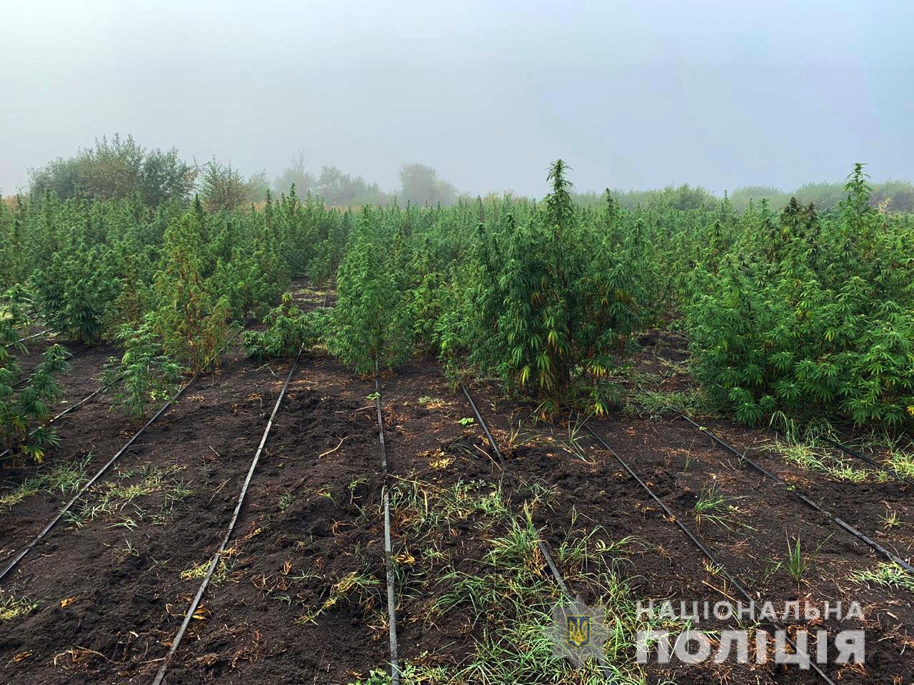 На Херсонщине правоохранители изъяли посев конопли стоимостью 2 миллиона долларов