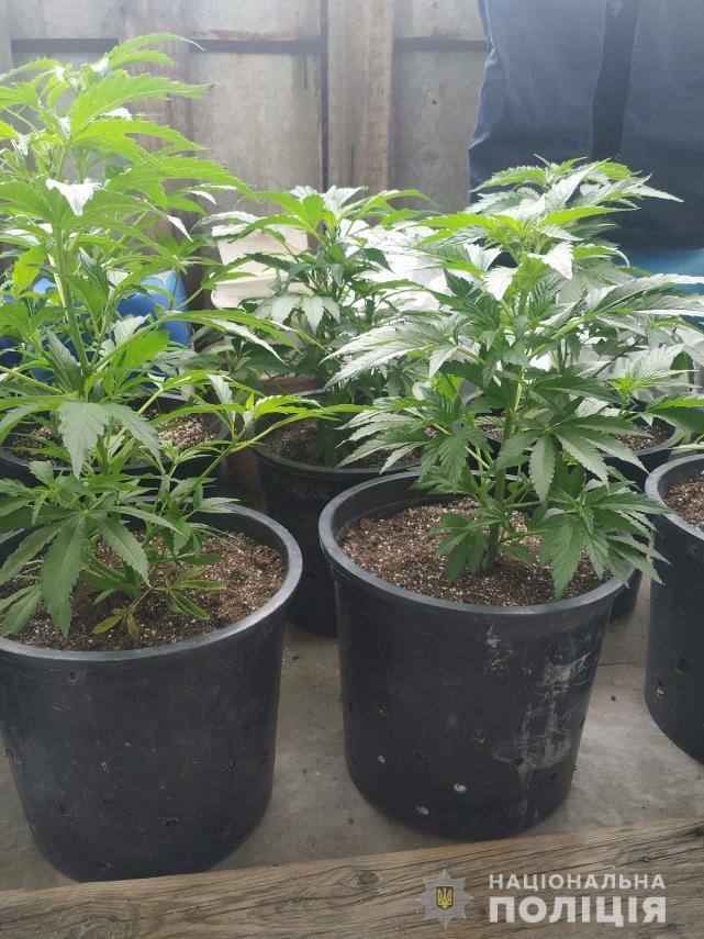 Выращивать марихуану на балконе войти на сайт через тор hydra