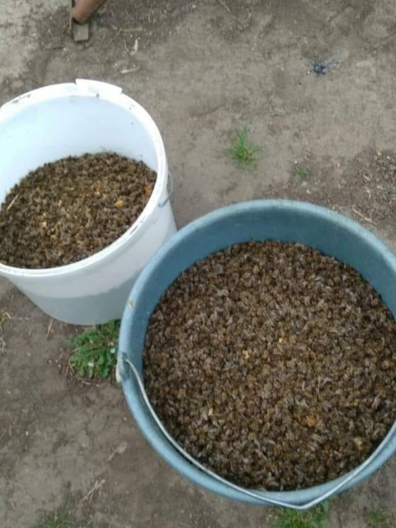 Пчеловоды Херсонщины бьют тревогу: собрали два ведра мертвых пчел