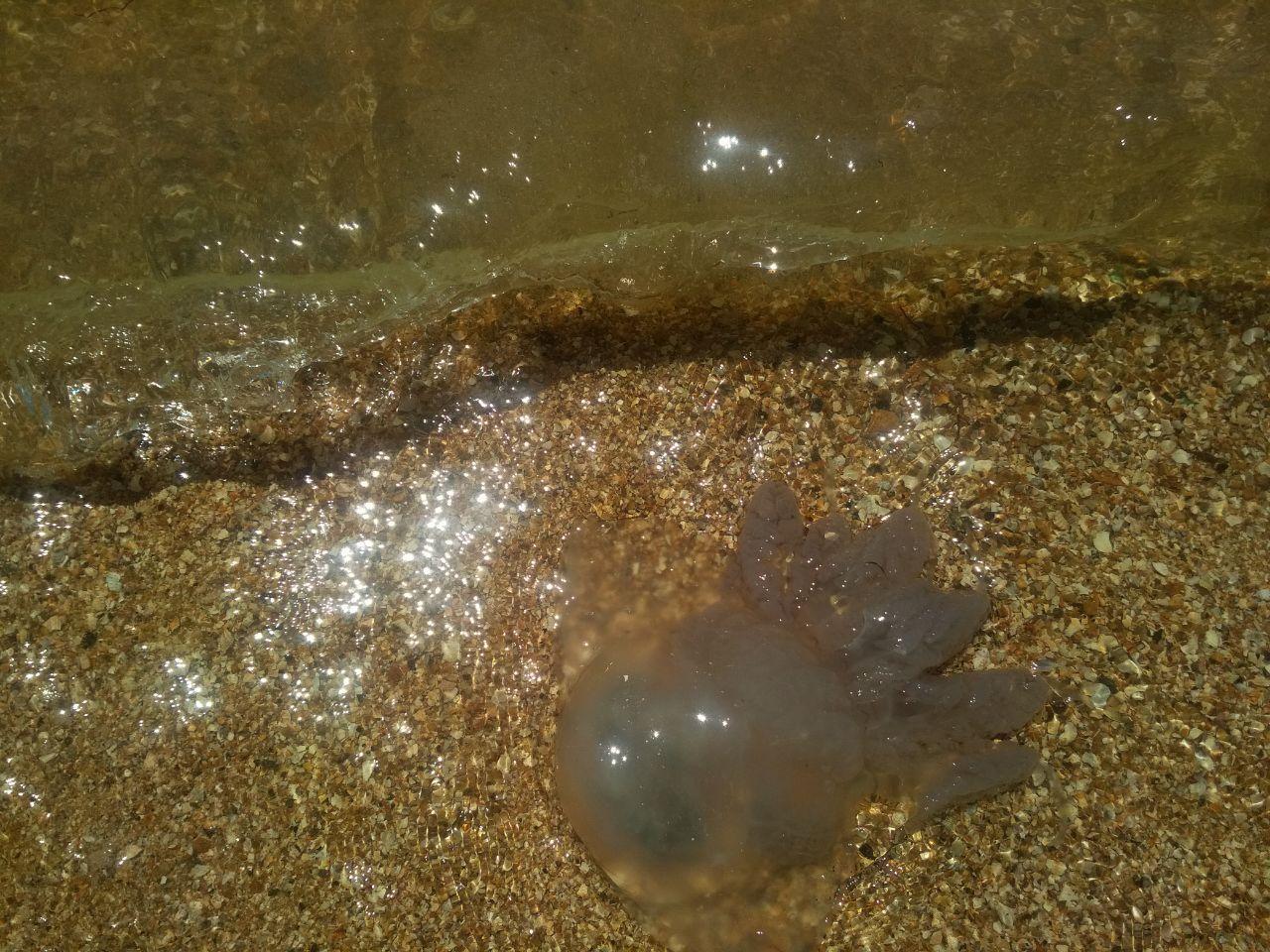 В Азовском море нашествие больших медуз