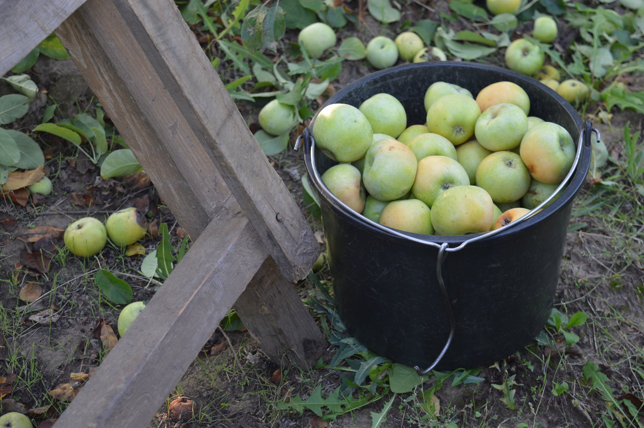 Урожай яблок на Херсонщине пострадал от заморозков