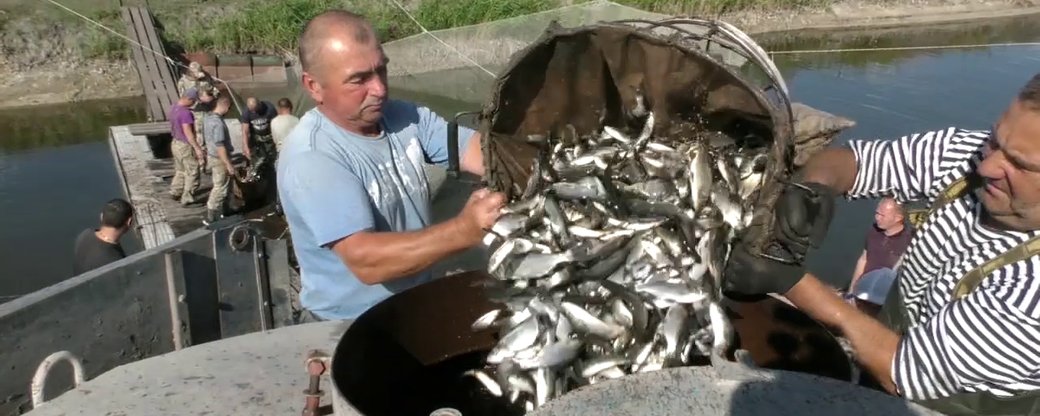 В низовья Днепра на Херсонщине выпустили 120 тысяч мальков рыб