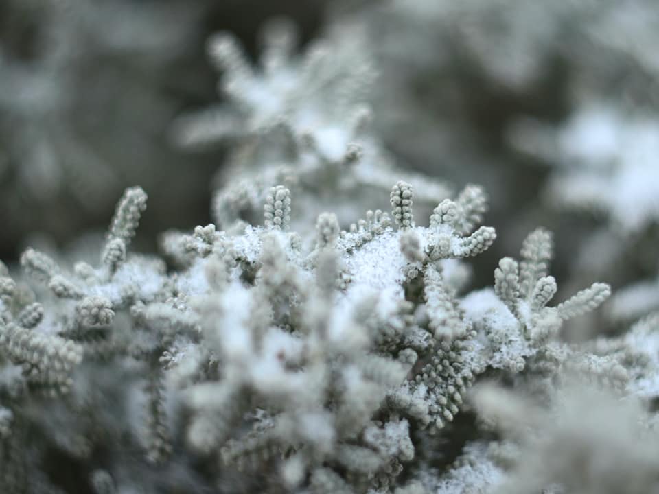Херсонец сделал фото снежного ботанического сада