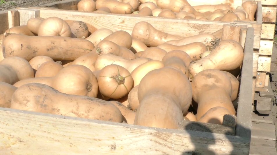 Херсонские аграрии экспортируют в Великобританию десятки тонн тыквы