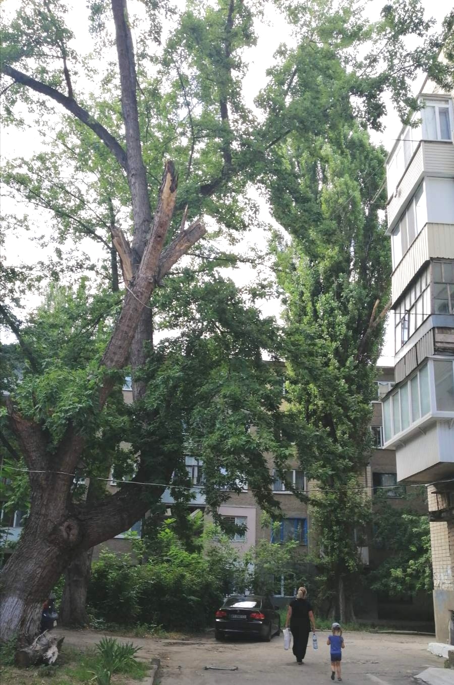 В Херсоне люди не могут избавиться от аварийных деревьев