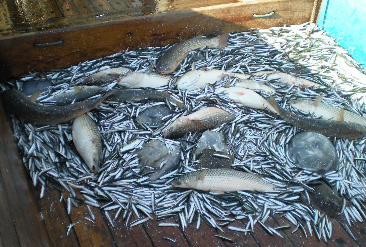 На Азовском море ученые в октябре рыбу считали: их порадовал пиленгас икалкан - Херсон Daily