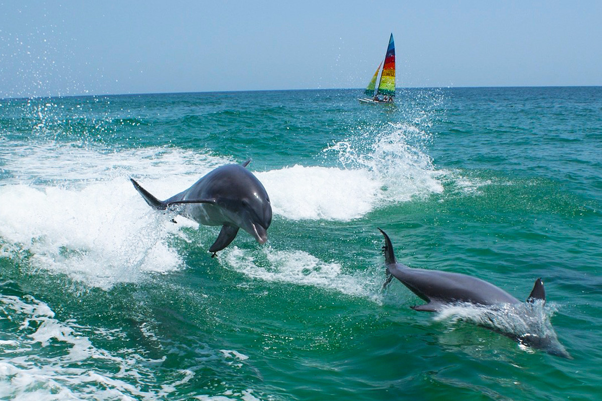 фотографии дельфинов в живой природе