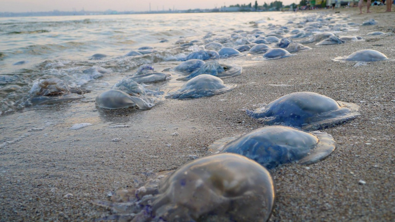 Медуза корнерот в Азовском море