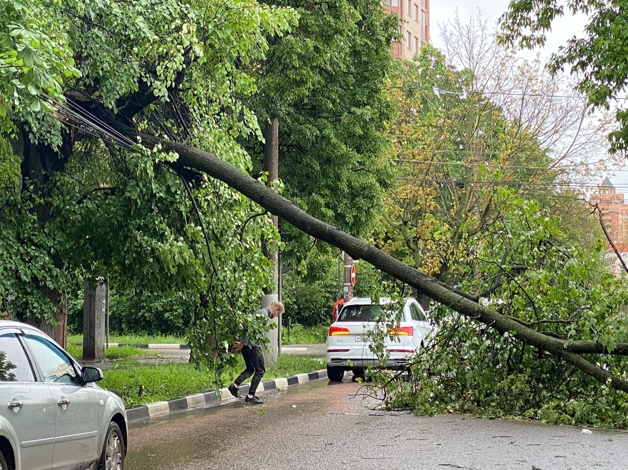 Дерево упало на дорогу