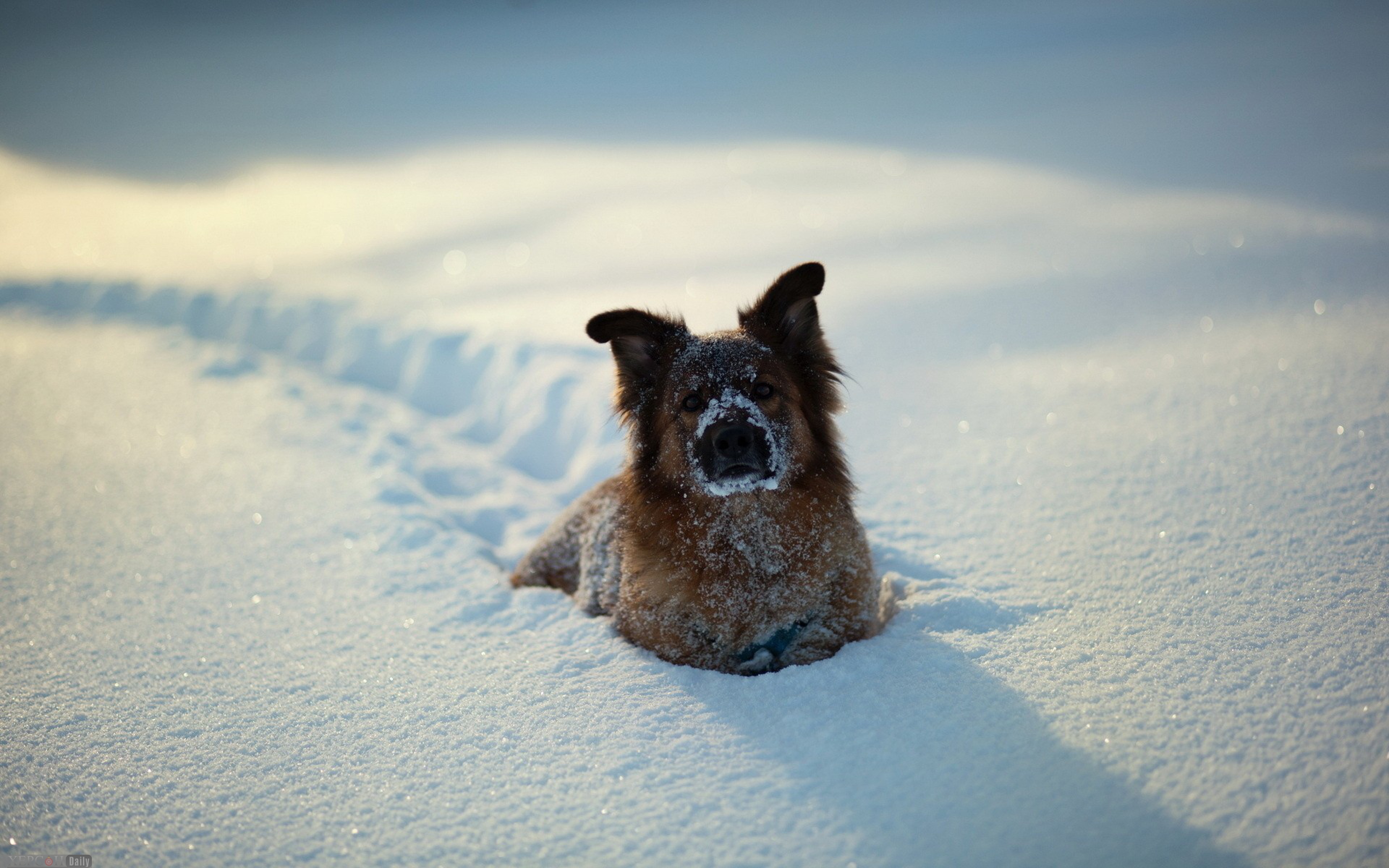 Перед наступлением зимы некоторые животные. Животные в снегу. Собачка в снегу. Собака радуется снегу. Собака зимой.