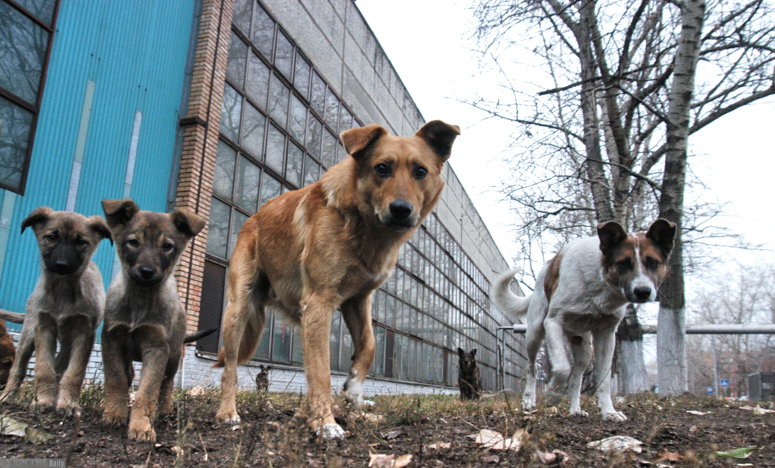 Предотвращение причинения животными без владельцев вреда. Чернобыль зона отчуждения собака. Бродячие собаки. Уличные собаки. Стаи собак в городе.