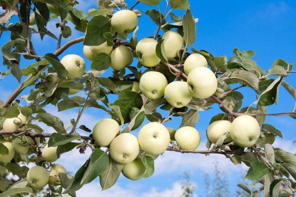 В Украине цена на яблоко нового урожая упала ниже уровня прошлого года