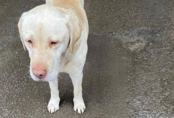 На кордоні з Польщею власники покинули лабрадора: зоозахисники відреагували на розголос