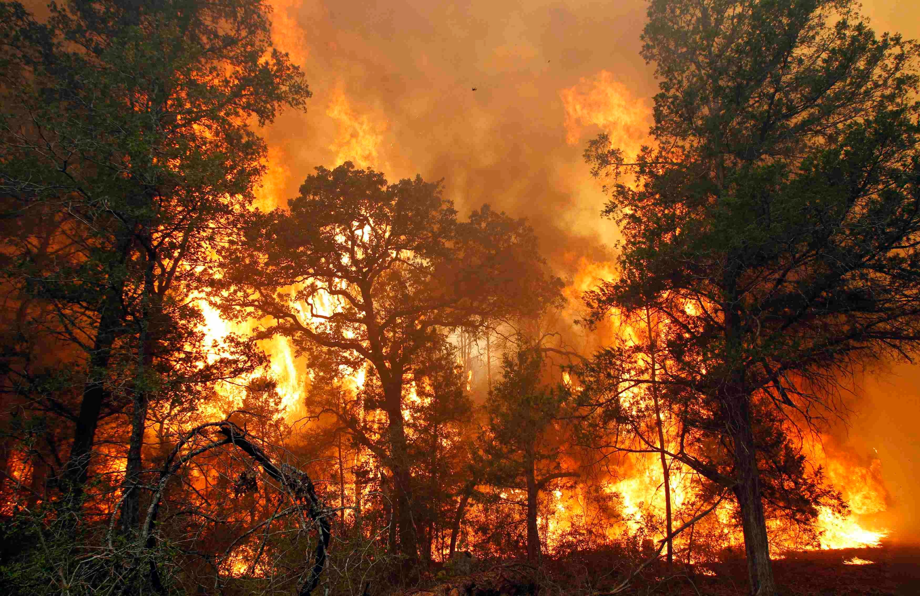 Пожары в лесах России