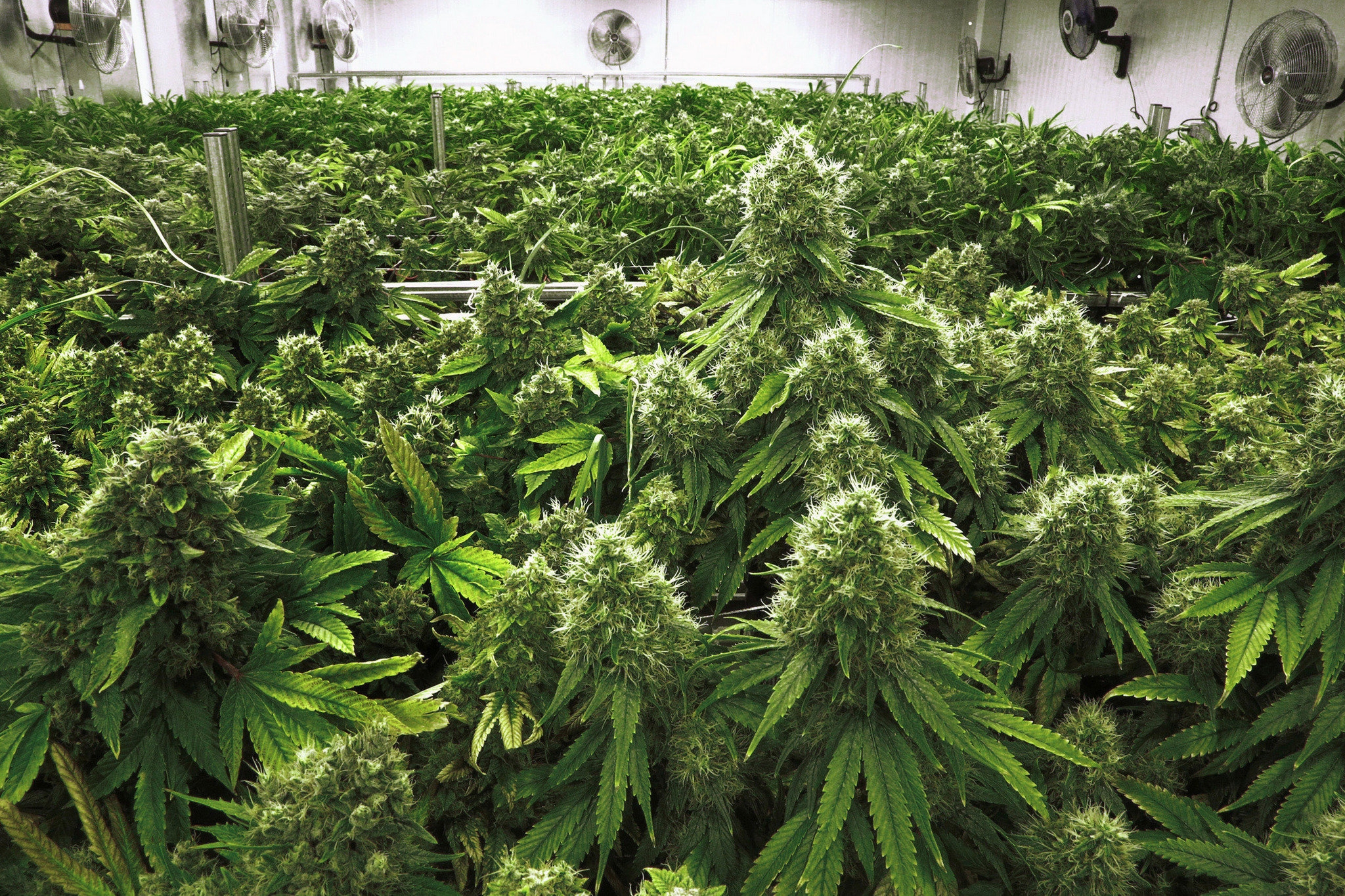 Выращивание марихуаны индика где растет конопля в самаре