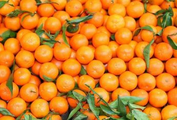 Отруєні єгипетські мандарини вже доїхали до Київщини: що буде, якщо їх з'їсти