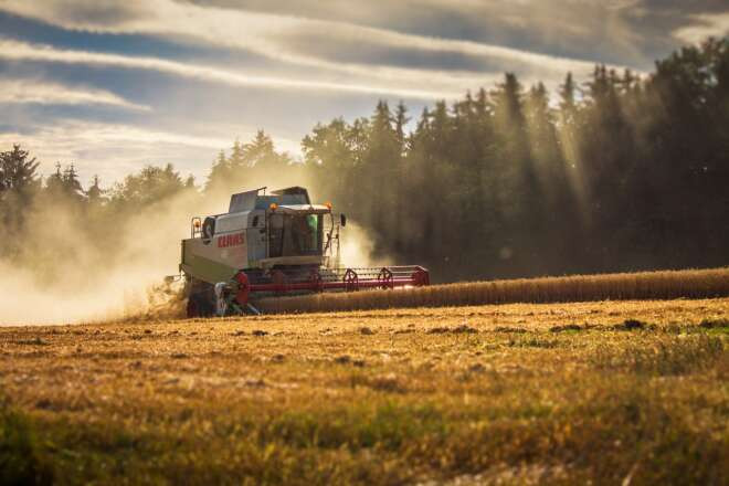 Аграрії зібрали більше половини врожаю: скільки отримаємо пшениці, ячменю, ріпаку та гороху у 2022 році