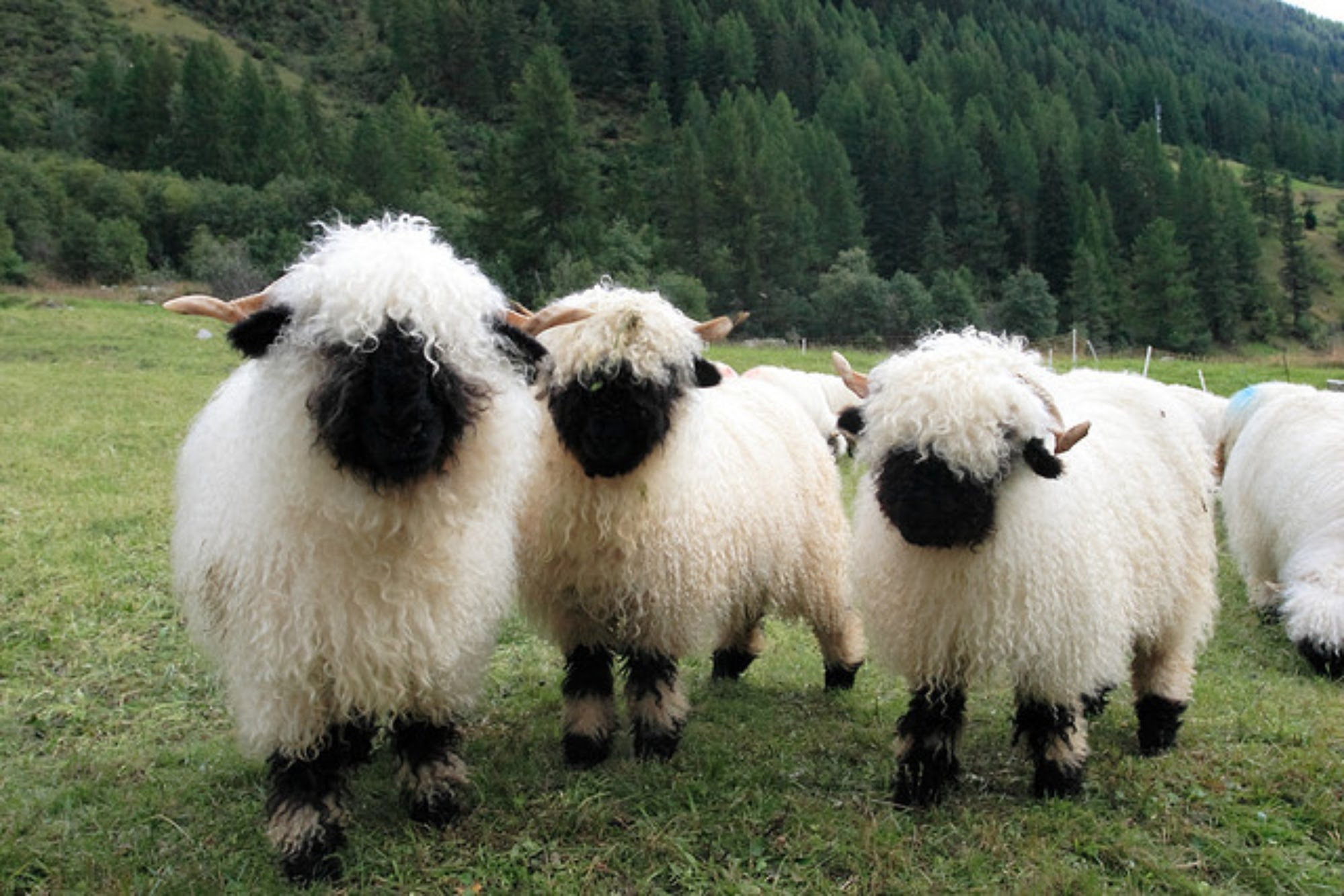 Бывает ли порода. Тоскана порода овец. Валлийская черноносая порода овец. Новозеландские черноносые овцы. Горная овца Тоскана.