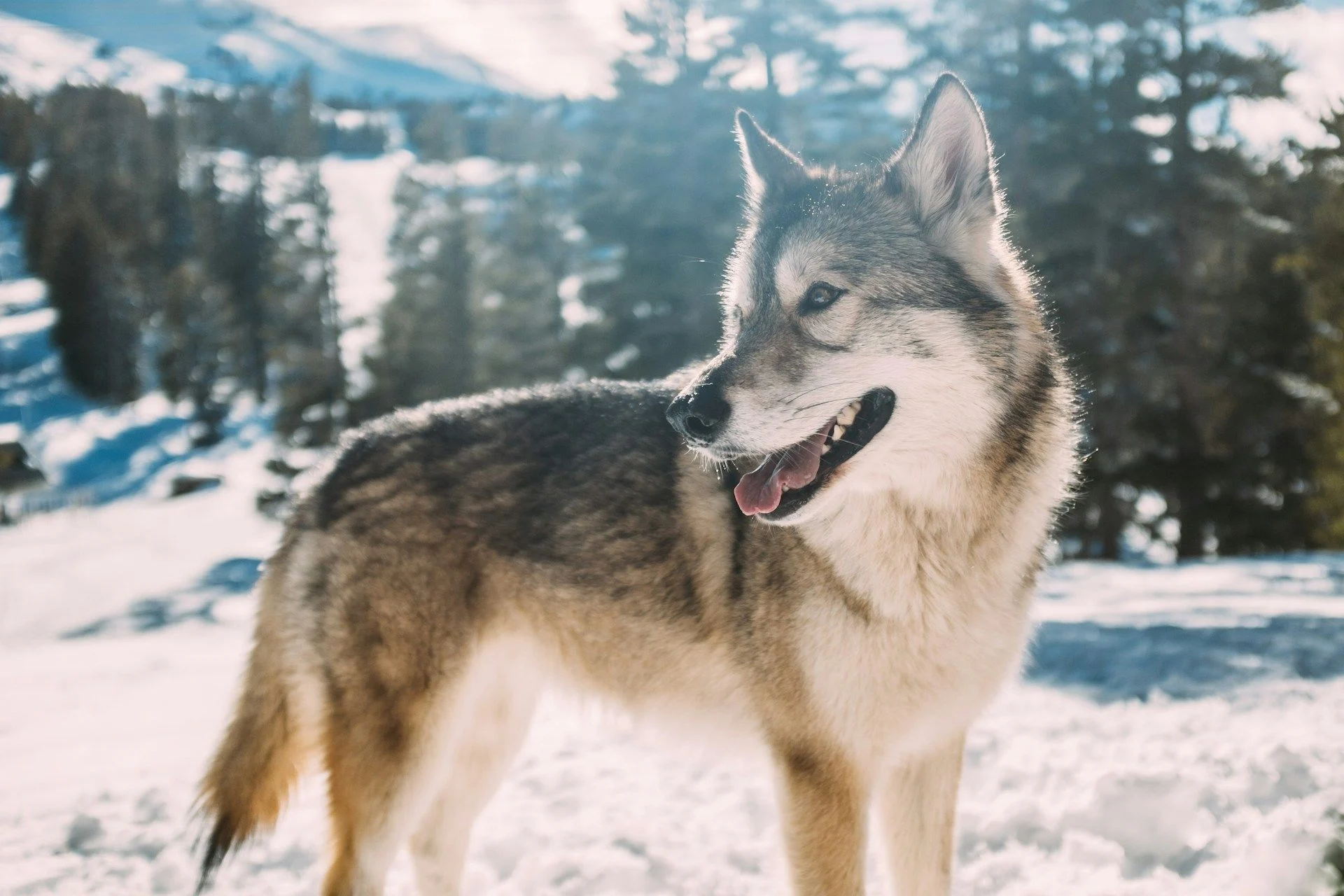 13 грудня виють вовки до сильних морозів / © Unsplash