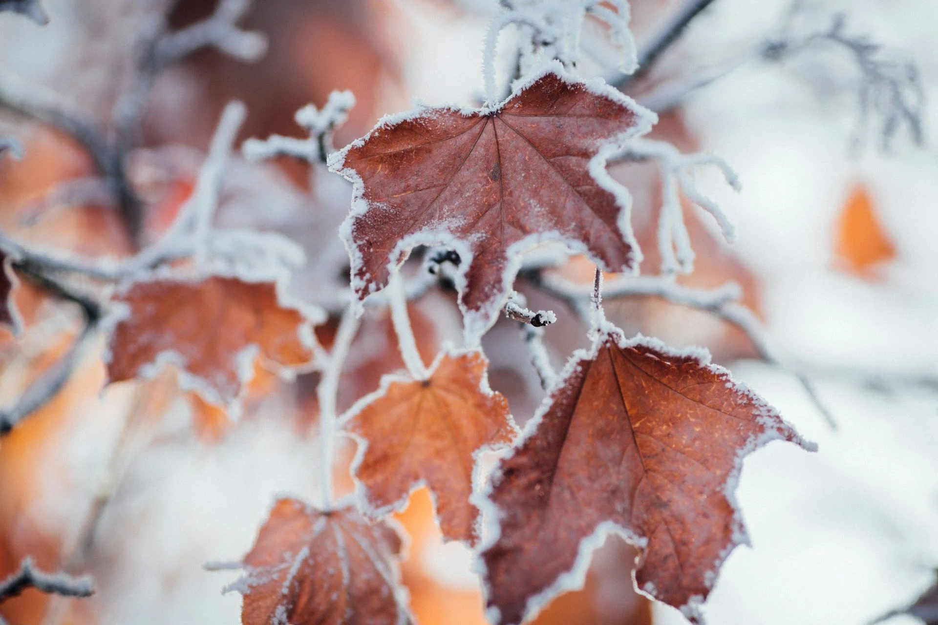 Яка погода 22 грудня, таким буде жовтень / © Unsplash