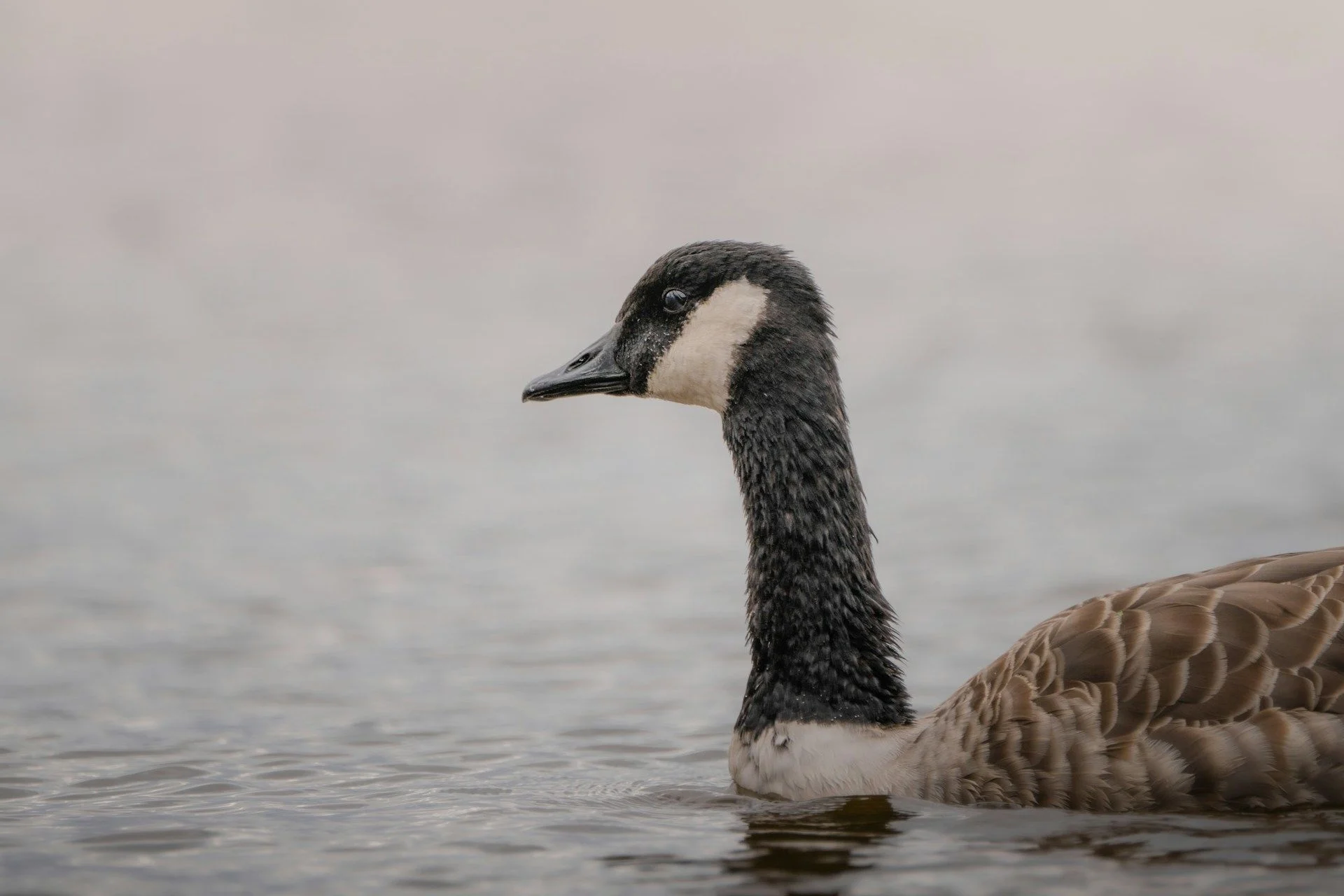 27 жовтня гусак плаває довго по воді — морози ще не прийдуть / © Unsplash