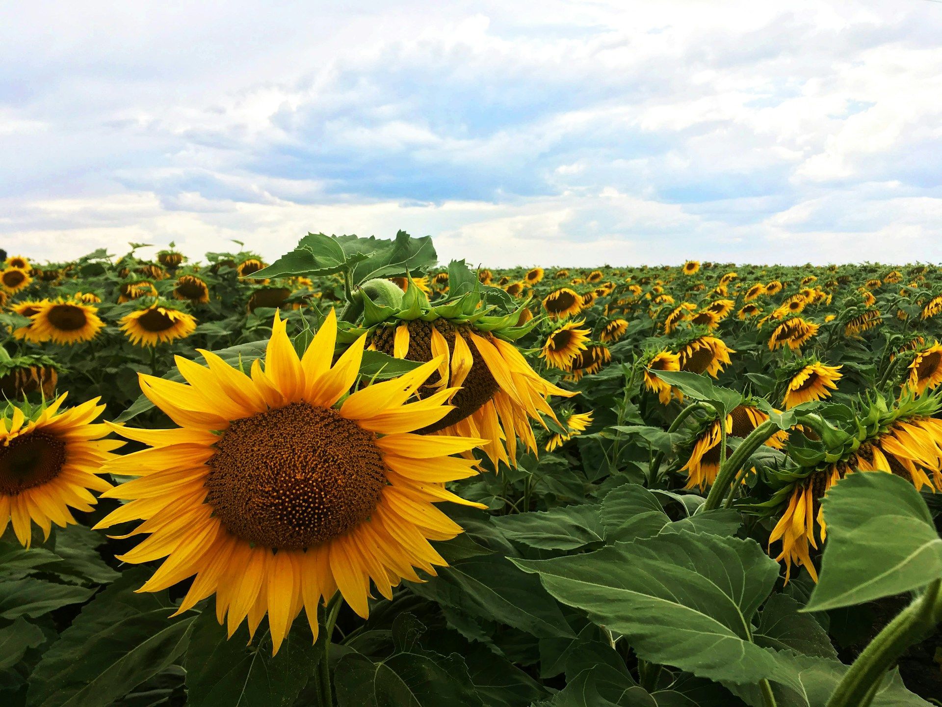 29 серпня в Україні вшановують День пам'яті захисників / © Unsplash