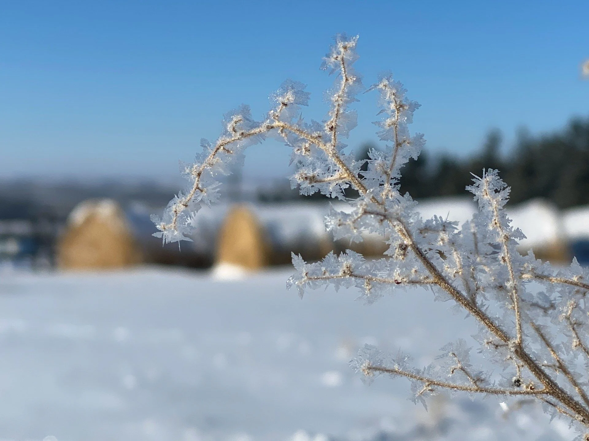 6 січня дерева вкрилися інеєм — рік буде родючим / © Unsplash