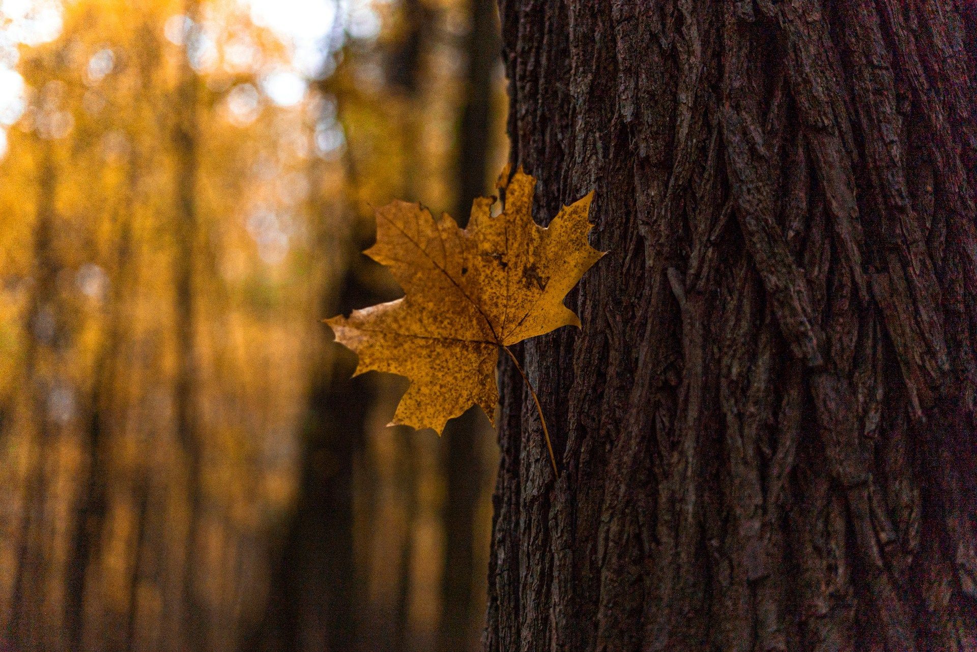 24 жовтня все ще є жовте листя на деревах — зима буде морозною / © Unsplash