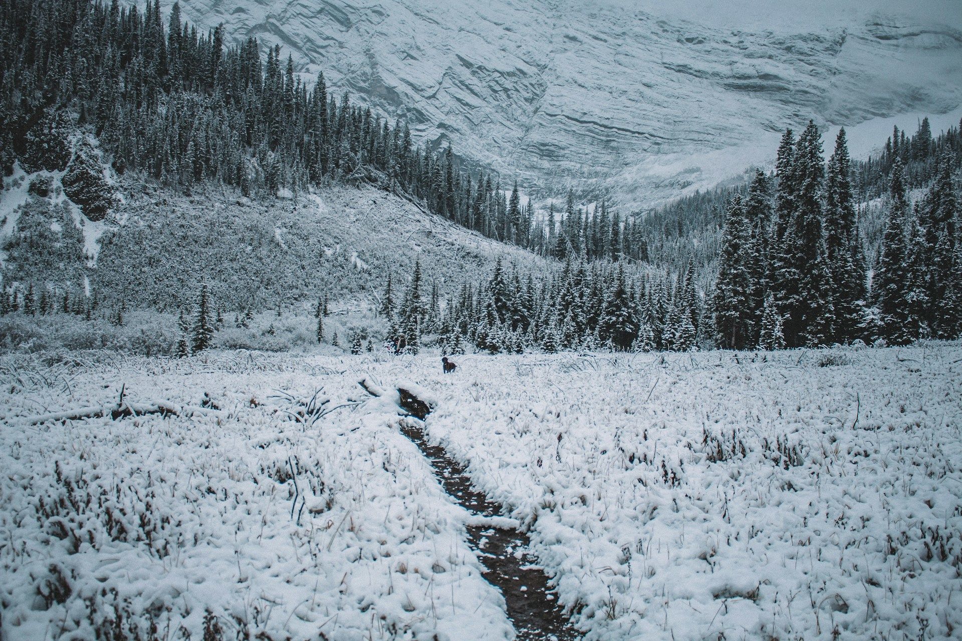 11 грудня сніг вже лежить на землі — літо буде холодним / © Unsplash