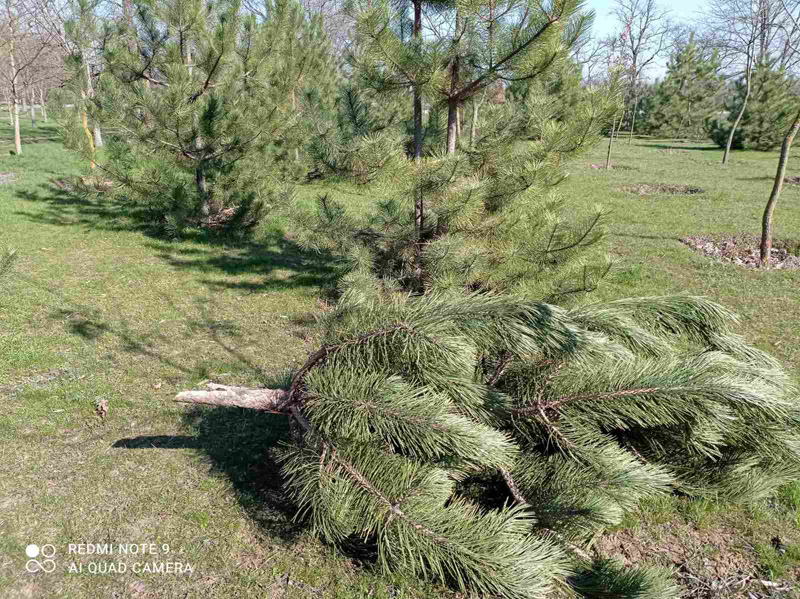 280 молодых деревьев высадили в Херсонской области