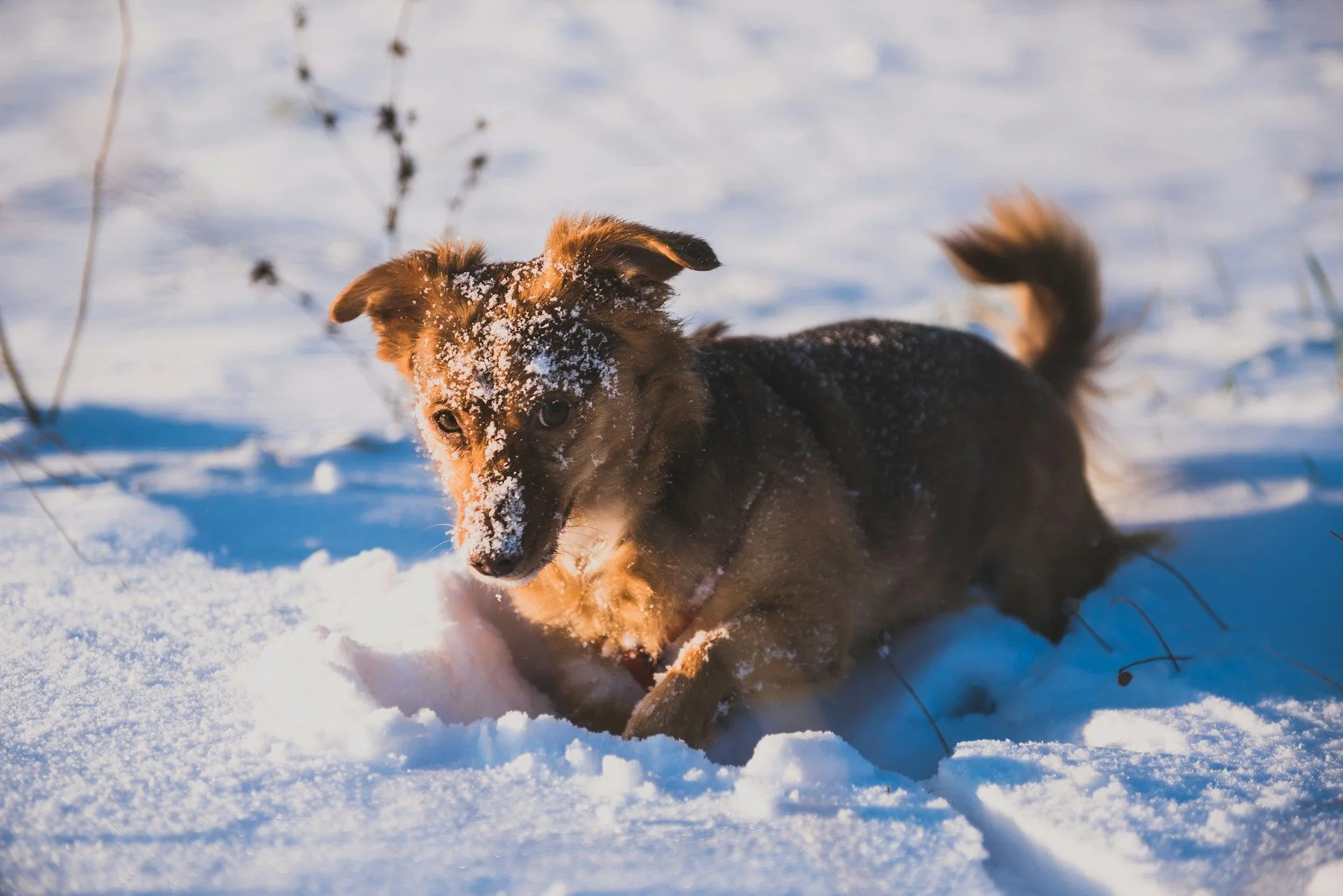 28 грудня собака лежить на снігу — чекайте на хуртовину / © Unsplash