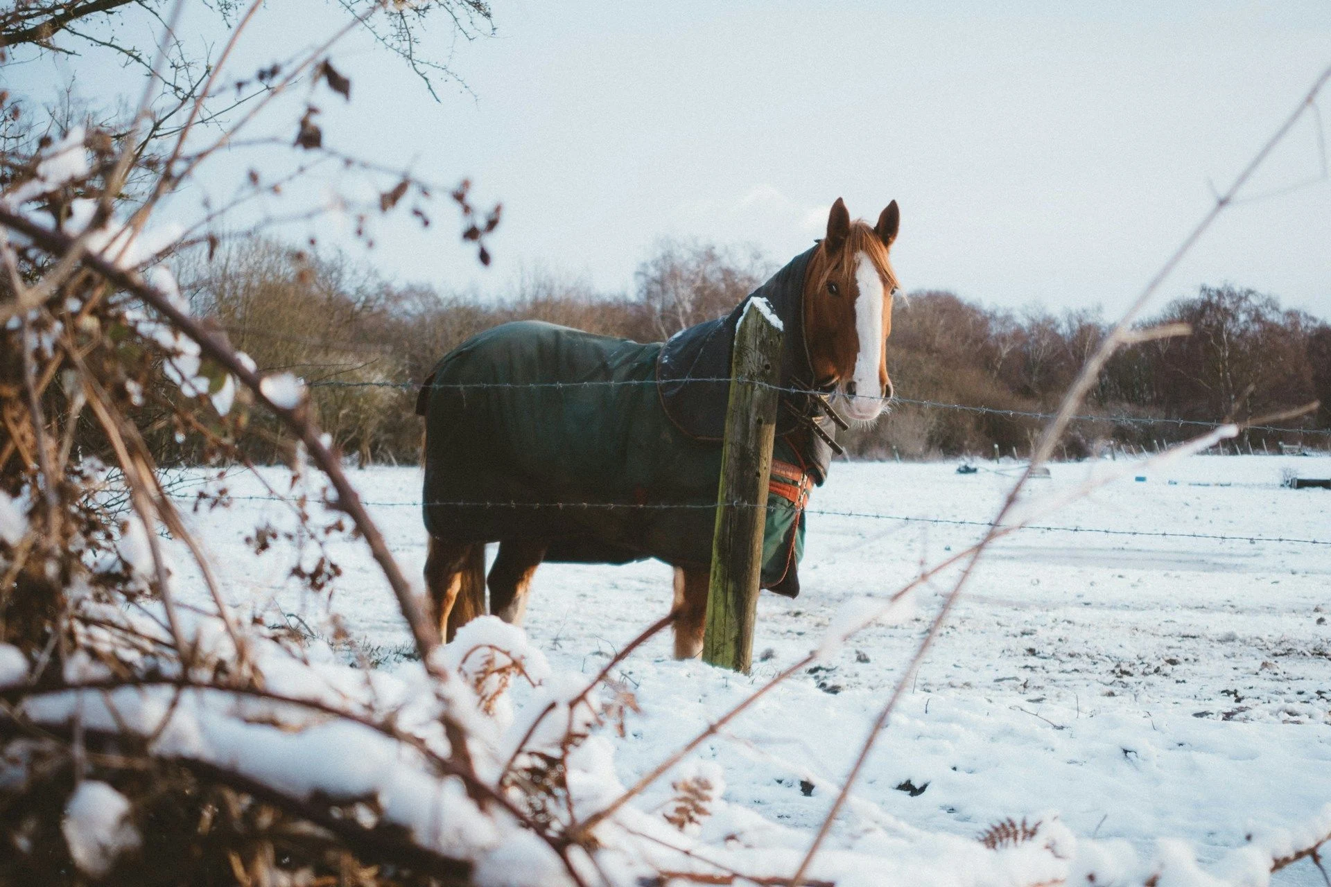 23 грудня кінь хропе — чекайте на сніжну бурю / © Unsplash