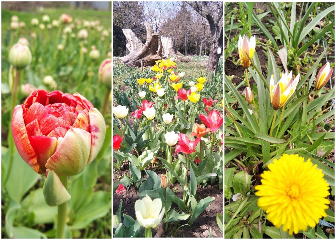 Херсонский ботанический сад утопает в цветах