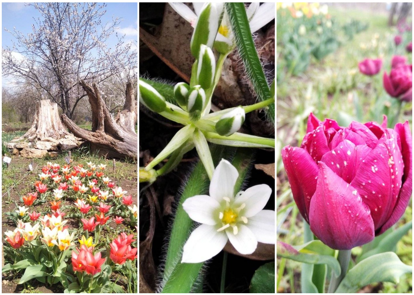 Херсонский ботанический сад утопает в цветах