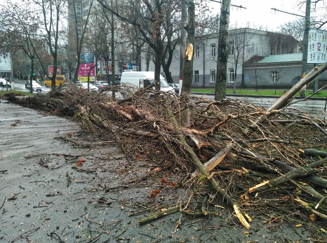 В центре Херсона рухнуло огромное аварийное дерево: пострадавших нет